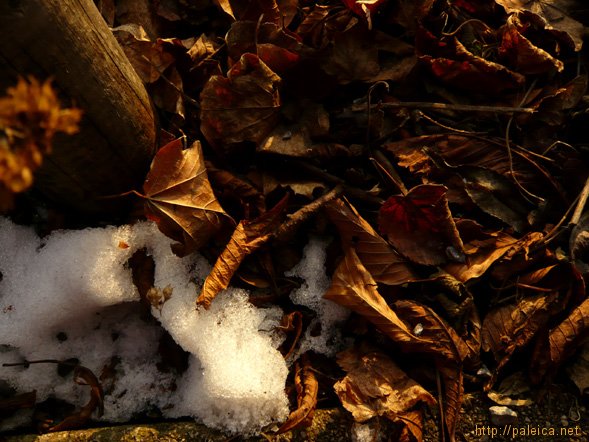 blog_blaetterschnee1