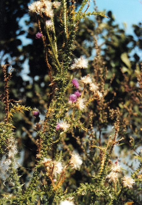 blog_canon01