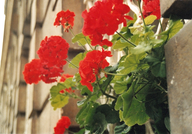 blog_canon03