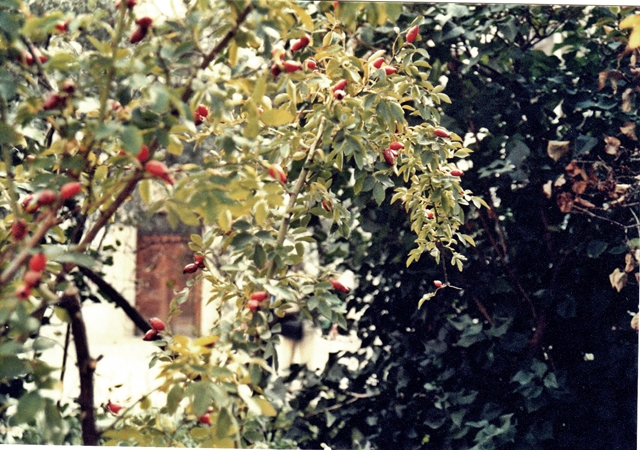 blog_canon04