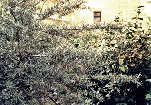 blog_canon05