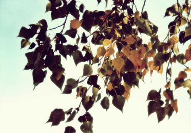 blog_canon08