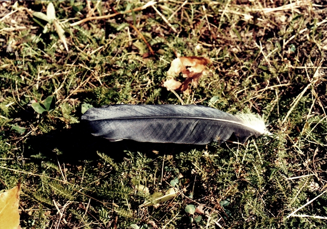 blog_canon11