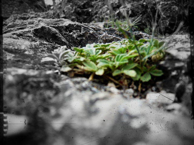 blog_landschaftscolorkey4