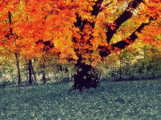 blog_schoenemomente_hw_baum