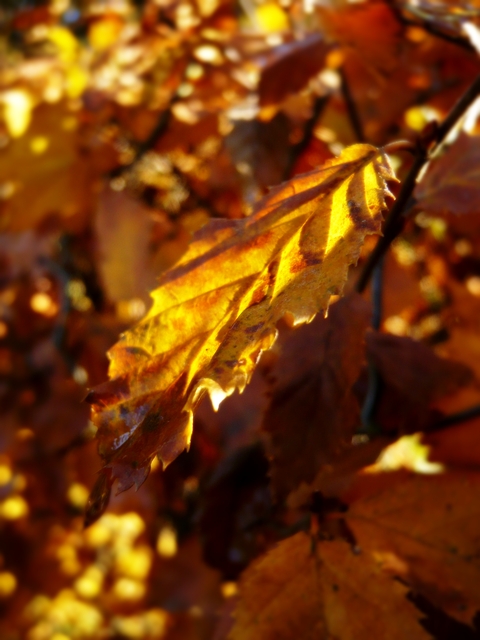 blog_schoenemomente_hw_blatt