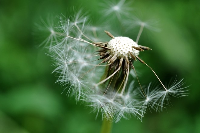 blog_izdm_pusteblume