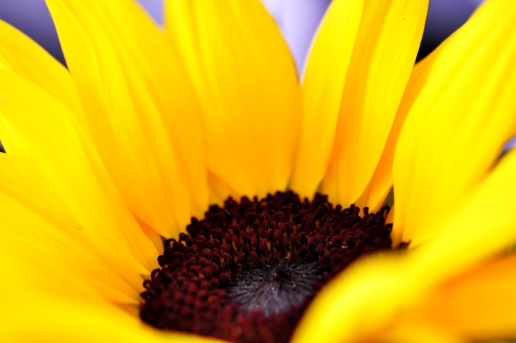 Farbe bekennen 26:&nbsp;gelb