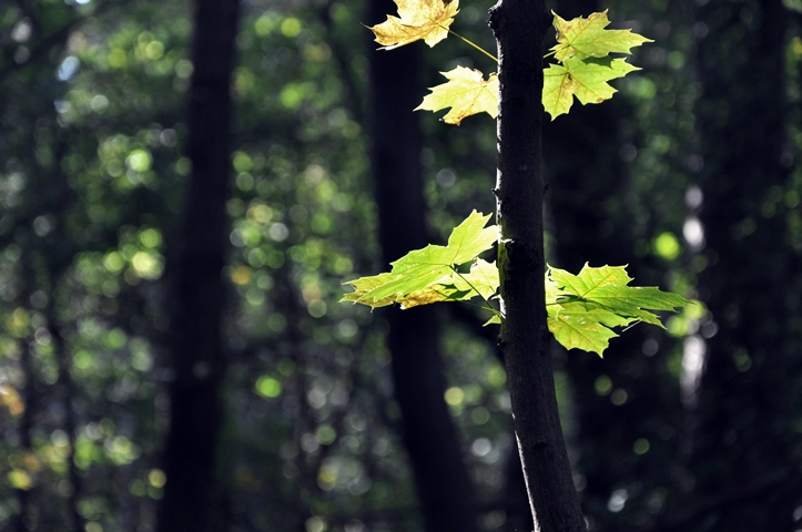 Autumn, my love Pt. I & 52 Songs & Projekt ‚rundherum