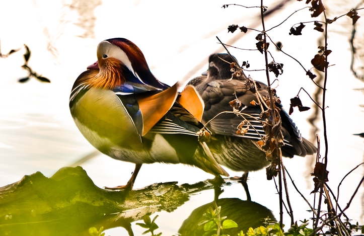 Mein 1. Ausflug mit dem Tele: Lainzer Tiergarten Pt. I & 52&nbsp;Songs