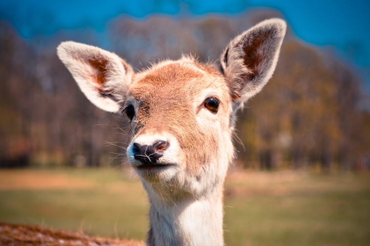 Mein 1. Ausflug mit dem Tele: Lainzer Tiergarten Pt. II & 52&nbsp;Songs