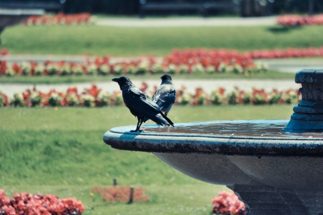 Rabe am Steinbrunnen