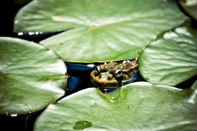 Biotop mit Frosch