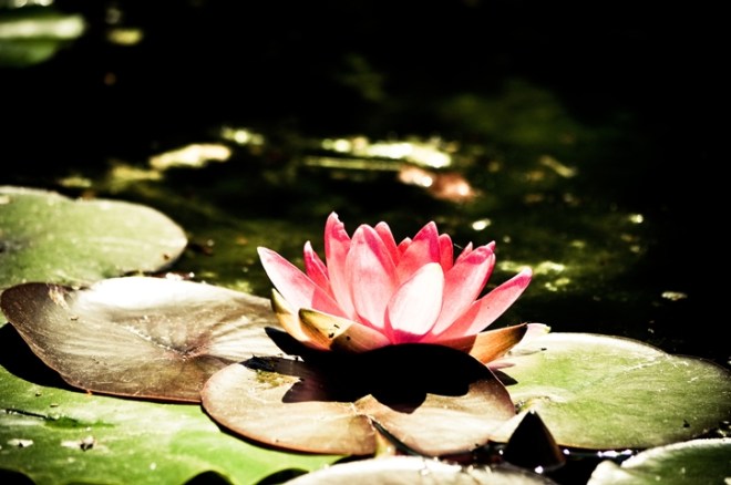 Seerose