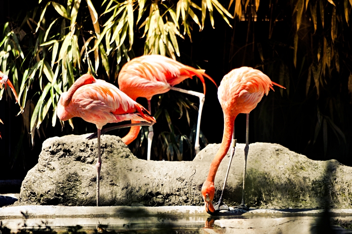 Schönbrunner Tiergarten am Pfingstsonntag, Pt.&nbsp;I