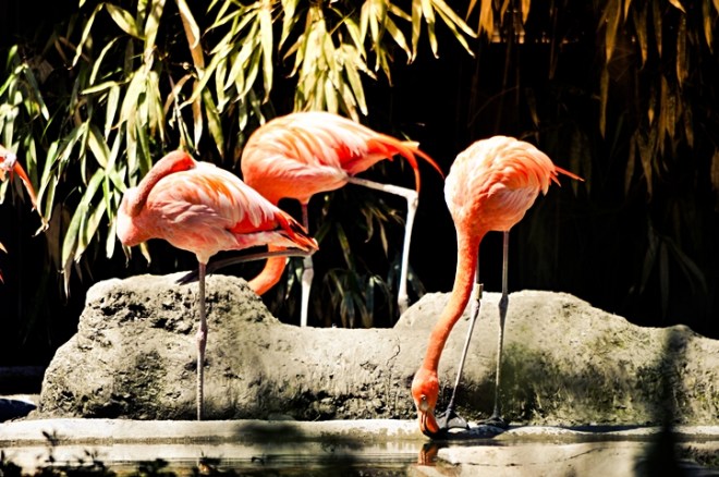 Flamingos