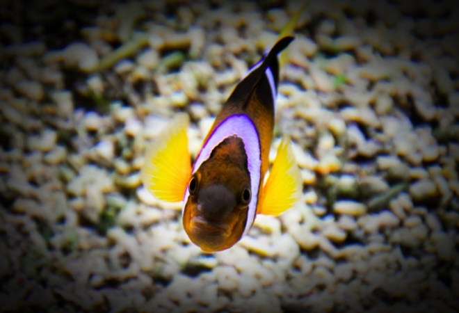 Anemonenfisch