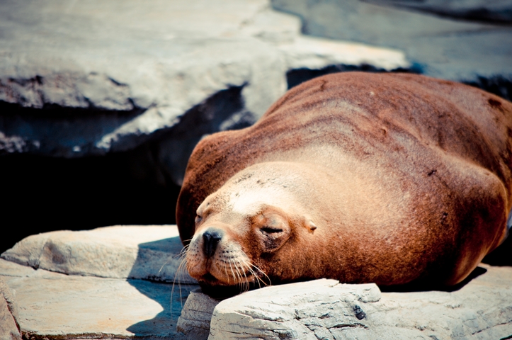 Schönbrunner Tiergarten am Pfingstsonntag, Pt. II & 52&nbsp;Songs