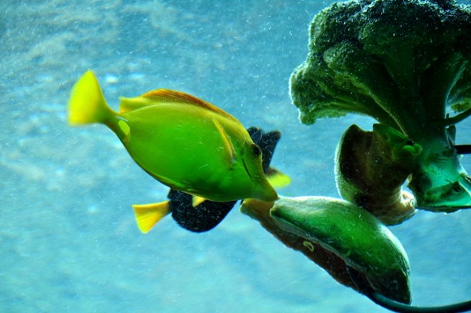 Gelber Fisch