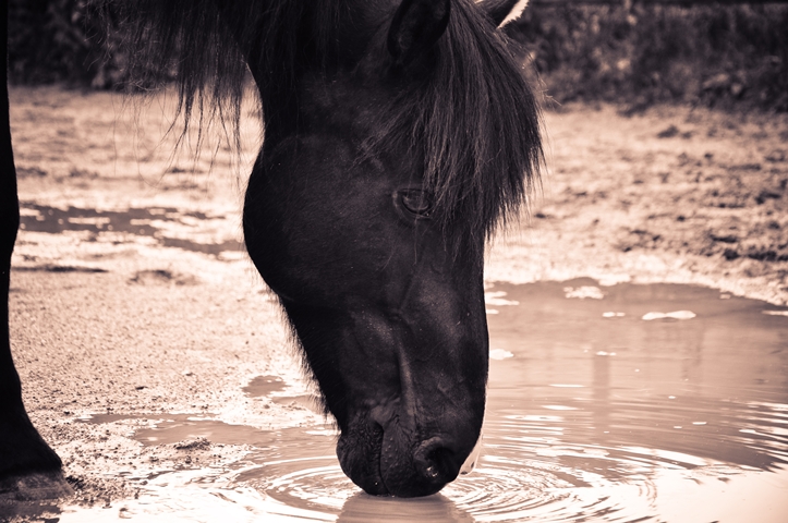 Pferdeshooting – Porträts