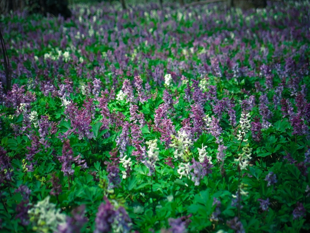 blog_schoenbrunn1304-04