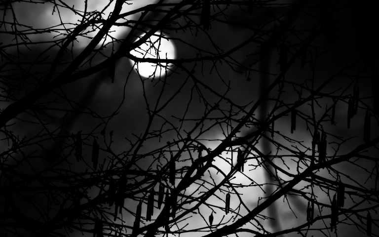 Zentralfriedhof im Februar:&nbsp;Geäst