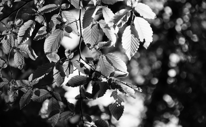 Waldwanderung im Mai – Pt. I: monochrom & SHOOT – ein&nbsp;Magazin