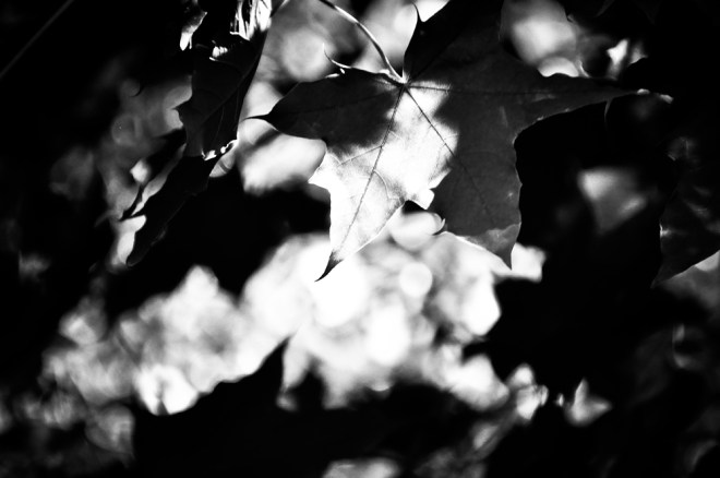 blog_waldwanderung1305-06