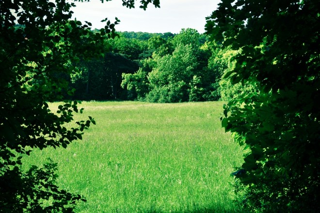 blog_waldwanderung1305-15