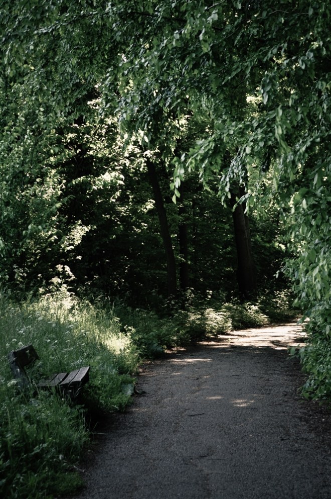 blog_waldwanderung1305-16