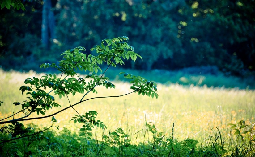 Start: Magic Monday – Woche 1 & Überraschungsverlosung & Waldwanderung im Mai – Pt. II: Details&nbsp;I