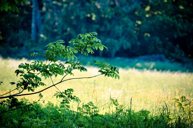 blog_waldwanderung1305-19