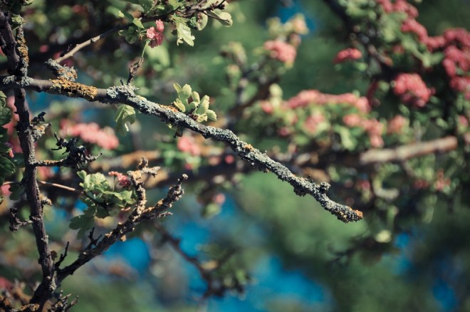 blog_waldwanderung1305-20