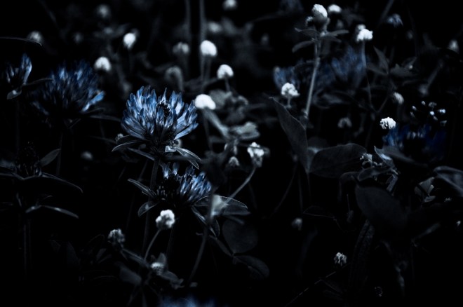 blog_waldwanderung1305-26