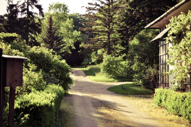 blog_waldwanderung1305-29