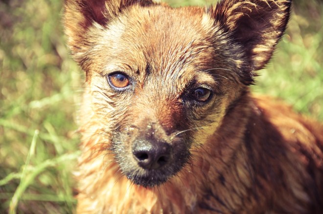 blog_hundeshooting-aimy02