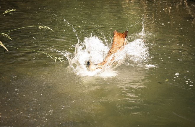 blog_hundeshooting-aimy04