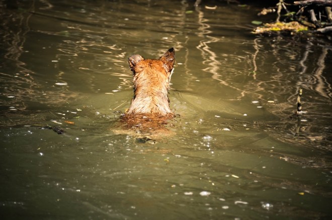 blog_hundeshooting-aimy05