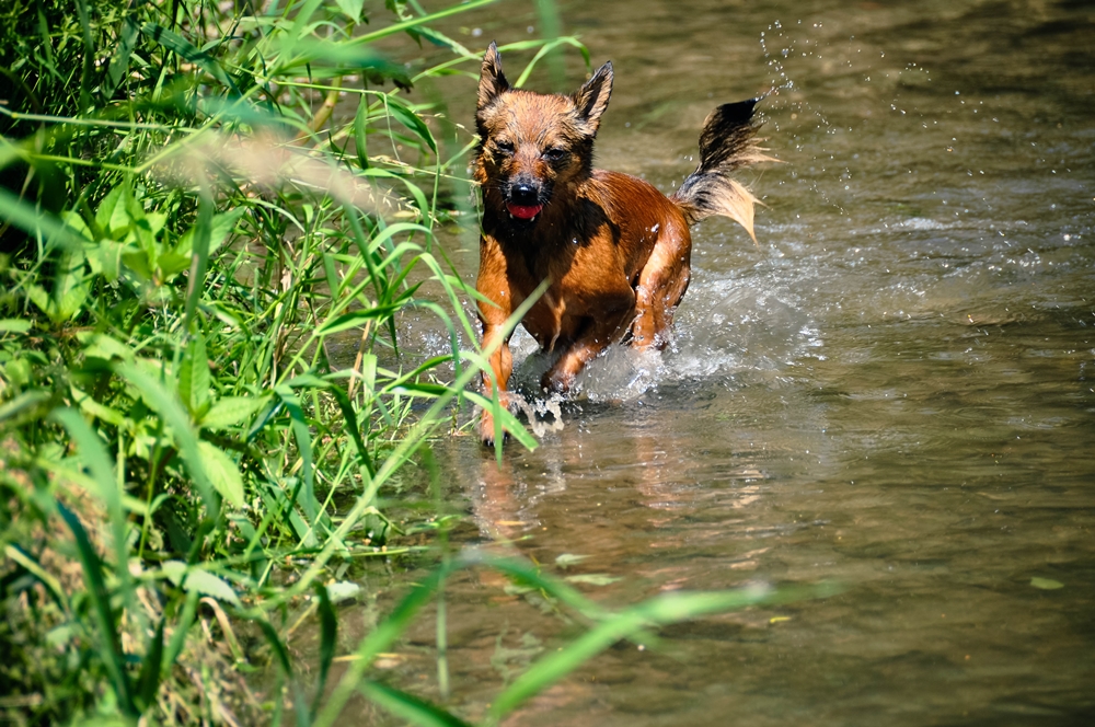 blog_hundeshooting-aimy06