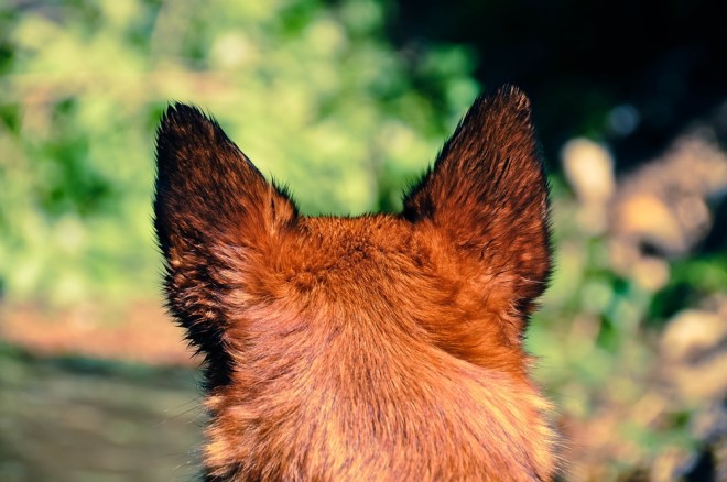 blog_hundeshooting-aimy07