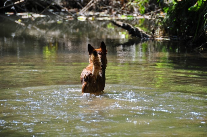 blog_hundeshooting-aimy08