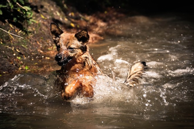 blog_hundeshooting-aimy10