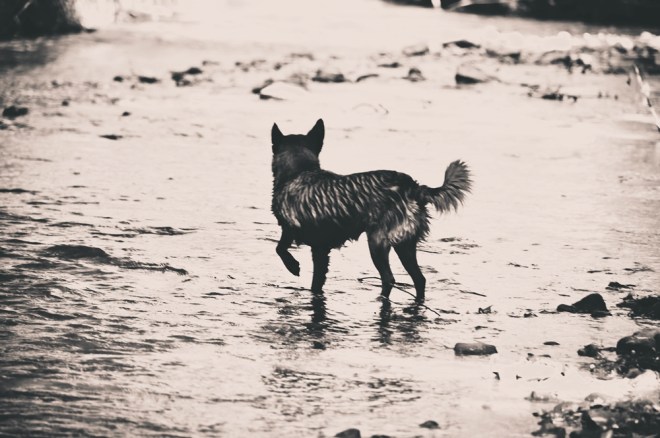 blog_hundeshooting-aimy11