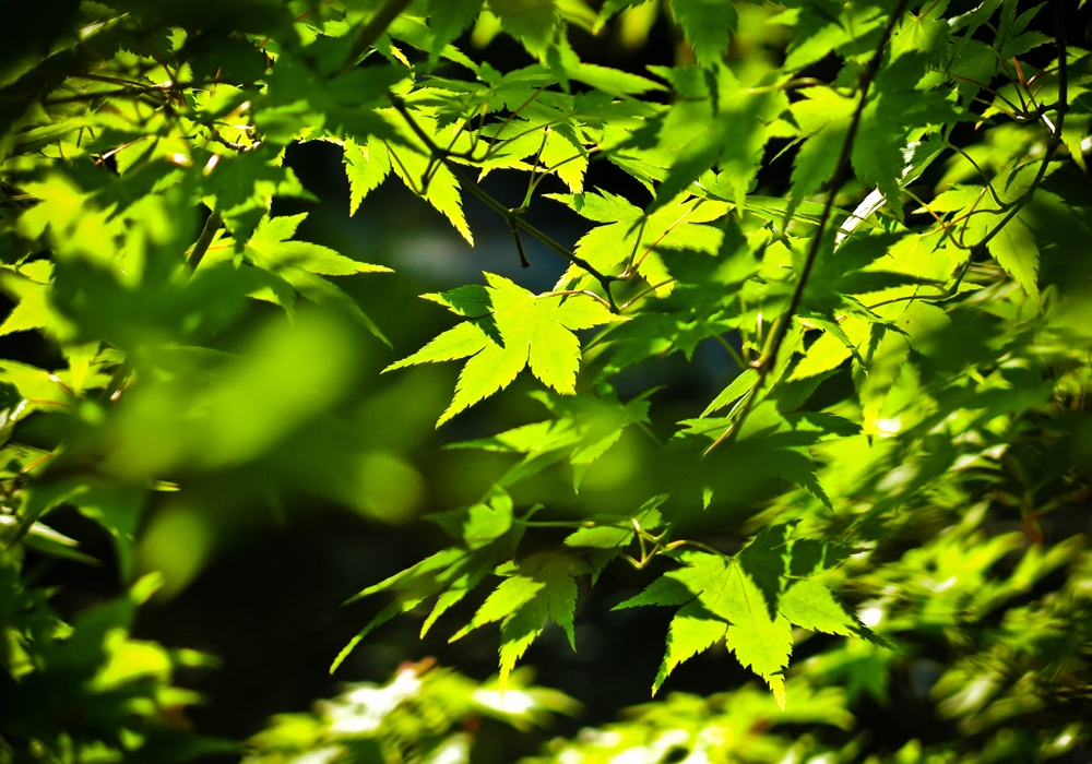 blog_japanischergarten1306-02