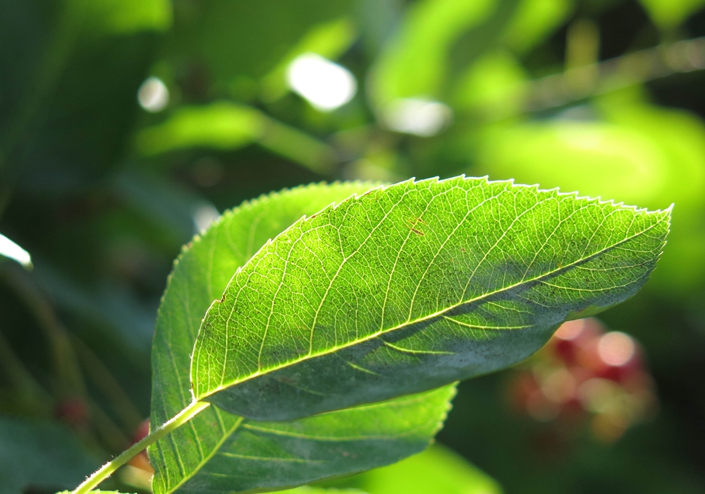 blog_japanischergarten1306-04