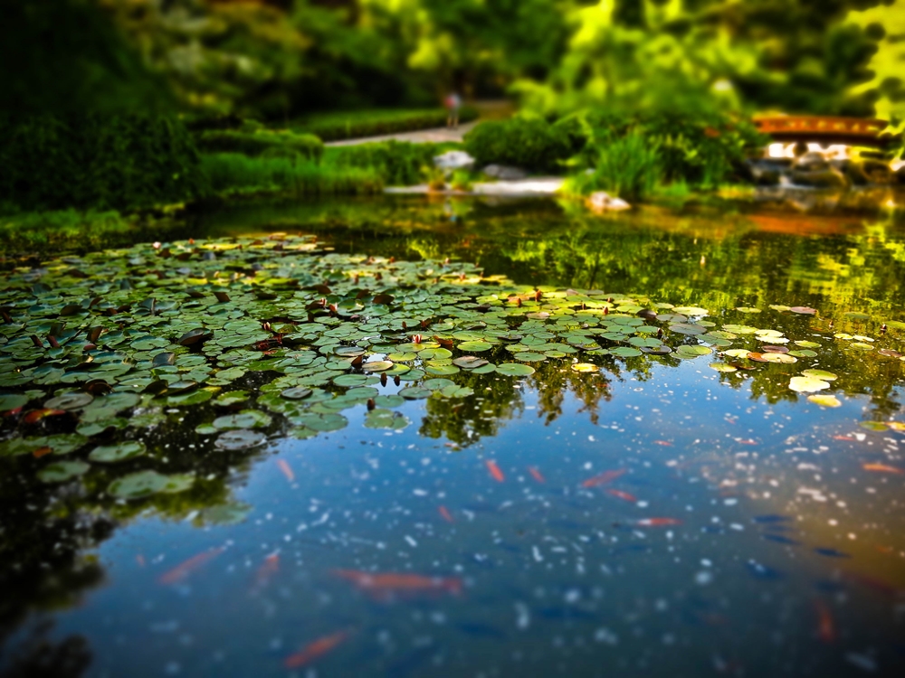 blog_japanischergarten1306-10