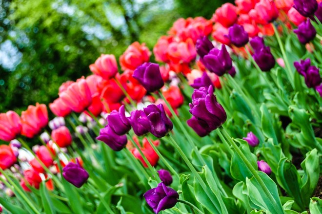 blog_urlaub1305-bluemchen03