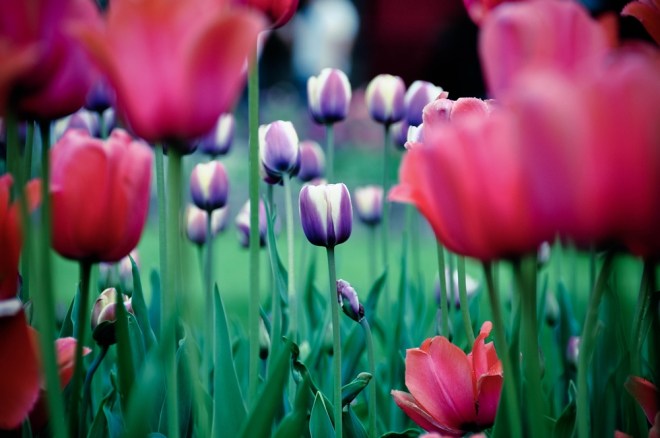 blog_urlaub1305-bluemchen04