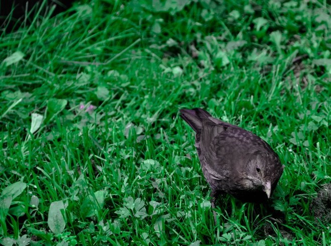 blog_urlaub1305-federviehundco05