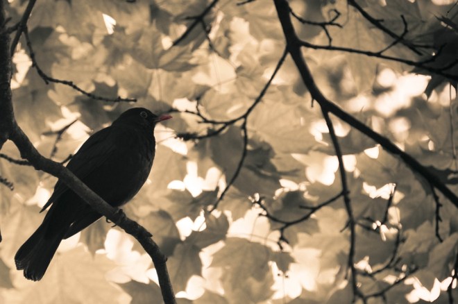 blog_urlaub1305-federviehundco06